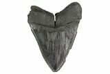 Fossil Megalodon Tooth - Georgia #144319-1